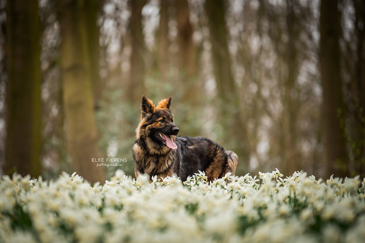 hondenfotograaf - german shepherd