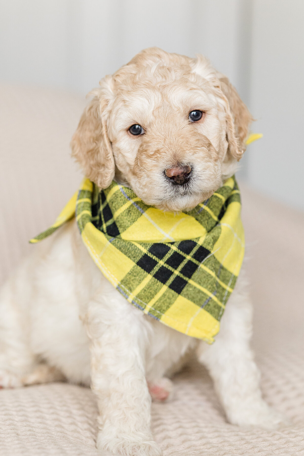 043_Bernedoodles