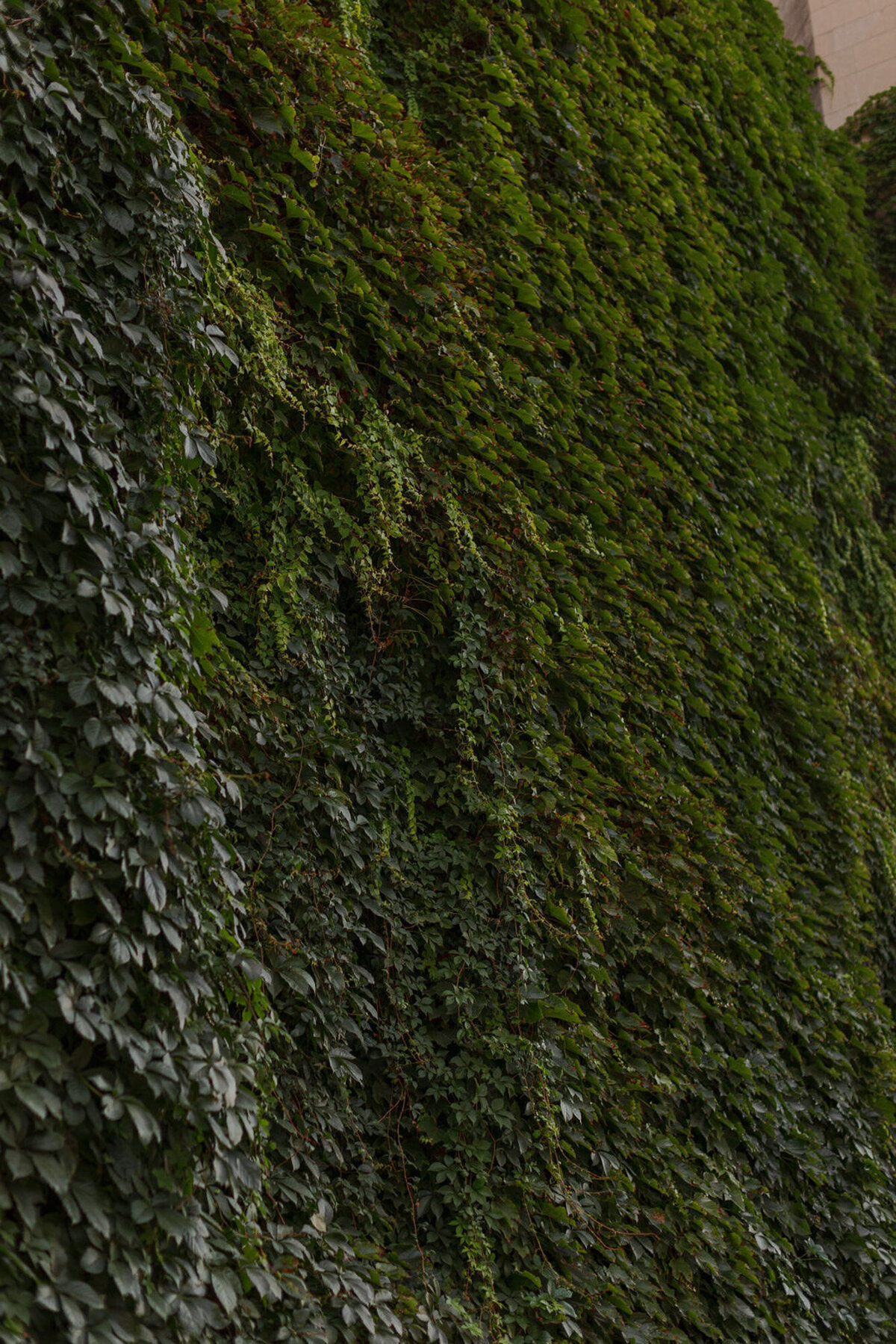 ivy wall in downtown chicago