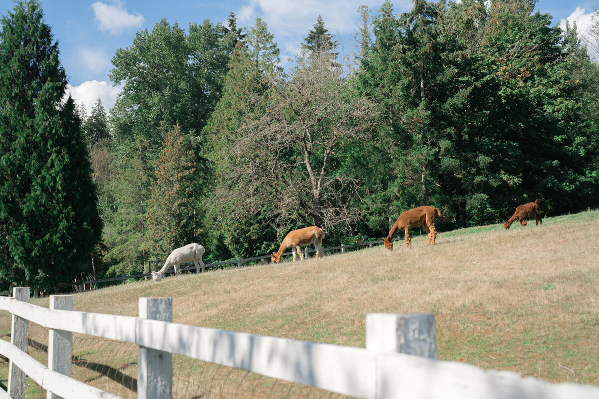 Group of alpacas walking at the garden in chateau lill
