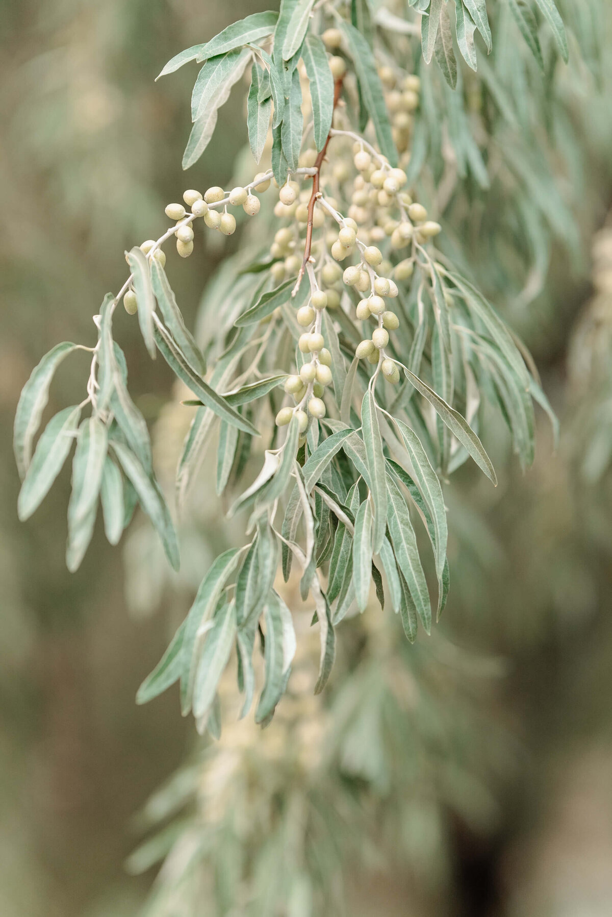 Kelowna-wedding-photographer (136)