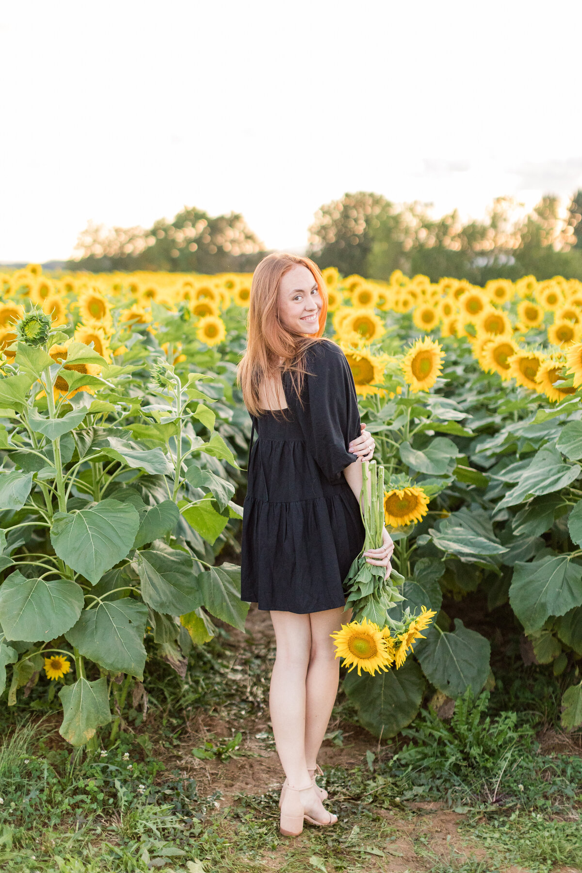 Sunflowers-476