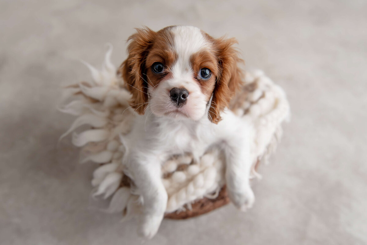 Puppy photo of Parker