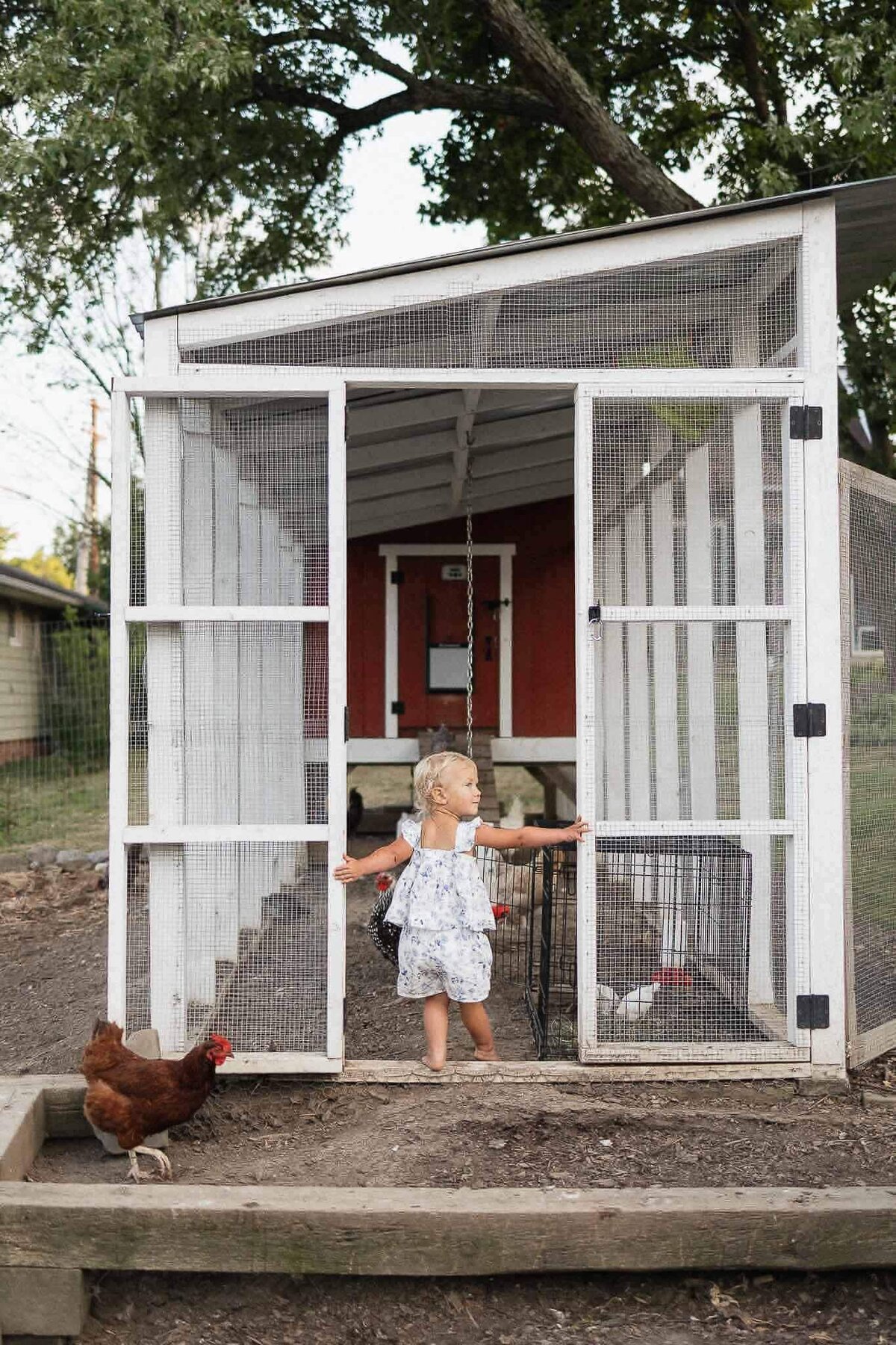 Toddler standing in chicken coop during backyard family photography session in Cleveland.