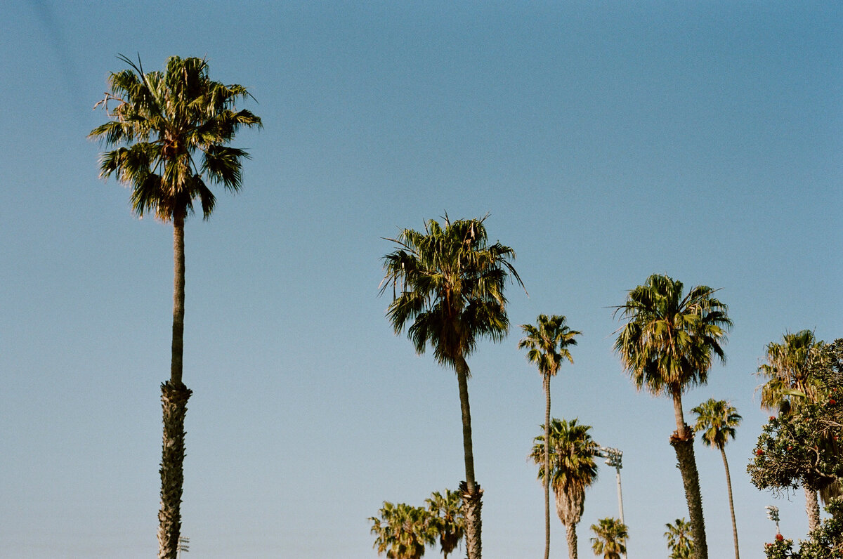 film photos of palm trees in california