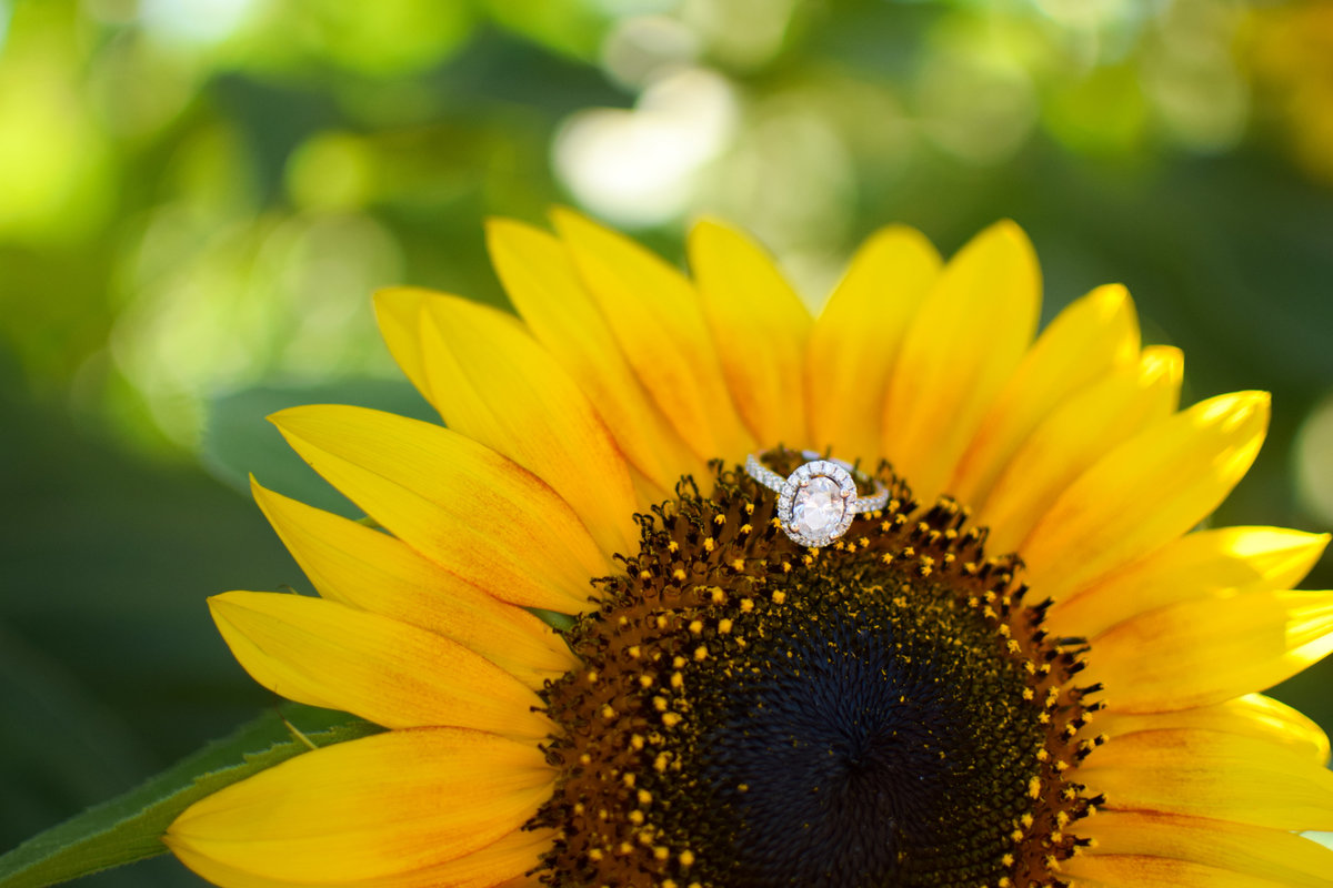 Oval cut halo engagement ring on sunflower