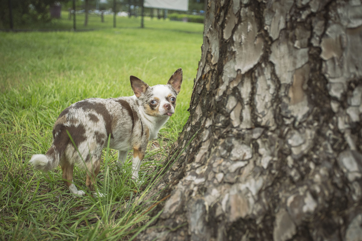 pet photography, pet owner, tampa photography, tampa florida, st petersburg florida, photographer, photography, pets, pets and people, pet photographer, tampa pet photography, tampa pet photographer, animals, photos, lifestyle pet photography, lifestyle photography, dog, dogs, dog photography, dog owner, dog photographer, puppy, pup, outdoor pet session, outdoor photography, pets outdoors, chihuahua, dog park,