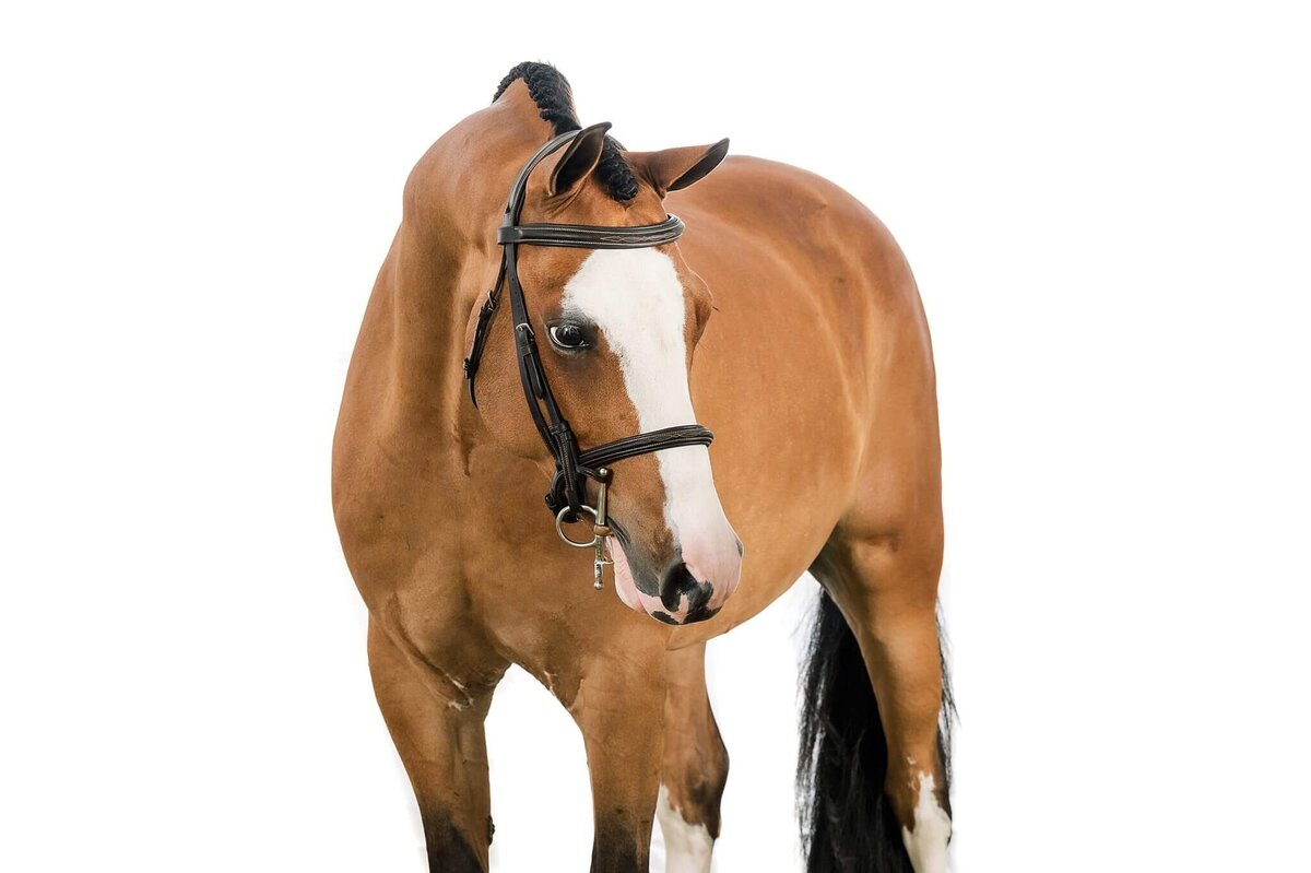equine-white-background-pictures2024-10-04 at 10.06.57 PM 23