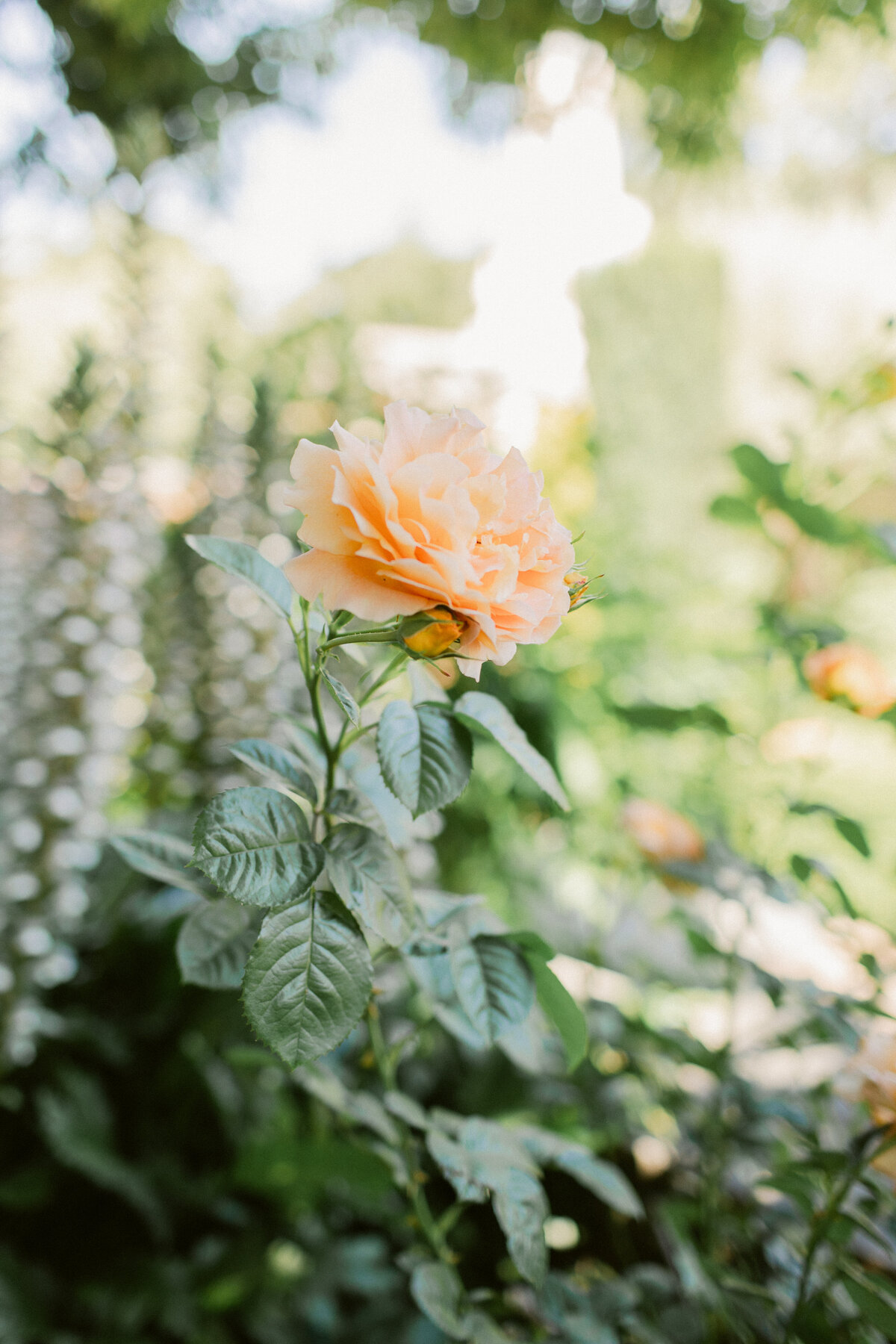 filoli-wedding-12