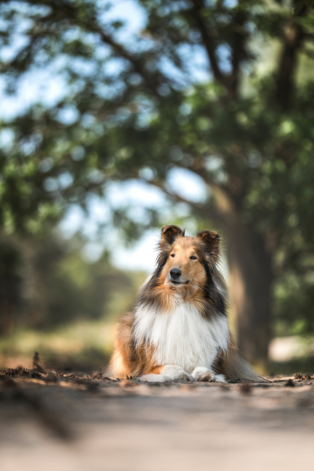 Hundefotografie-chemnitz-Tierfotografie-fotograf-Uhldingen-Bodensee-Hamburg-Dresden-Erfurt-Konstanz-4