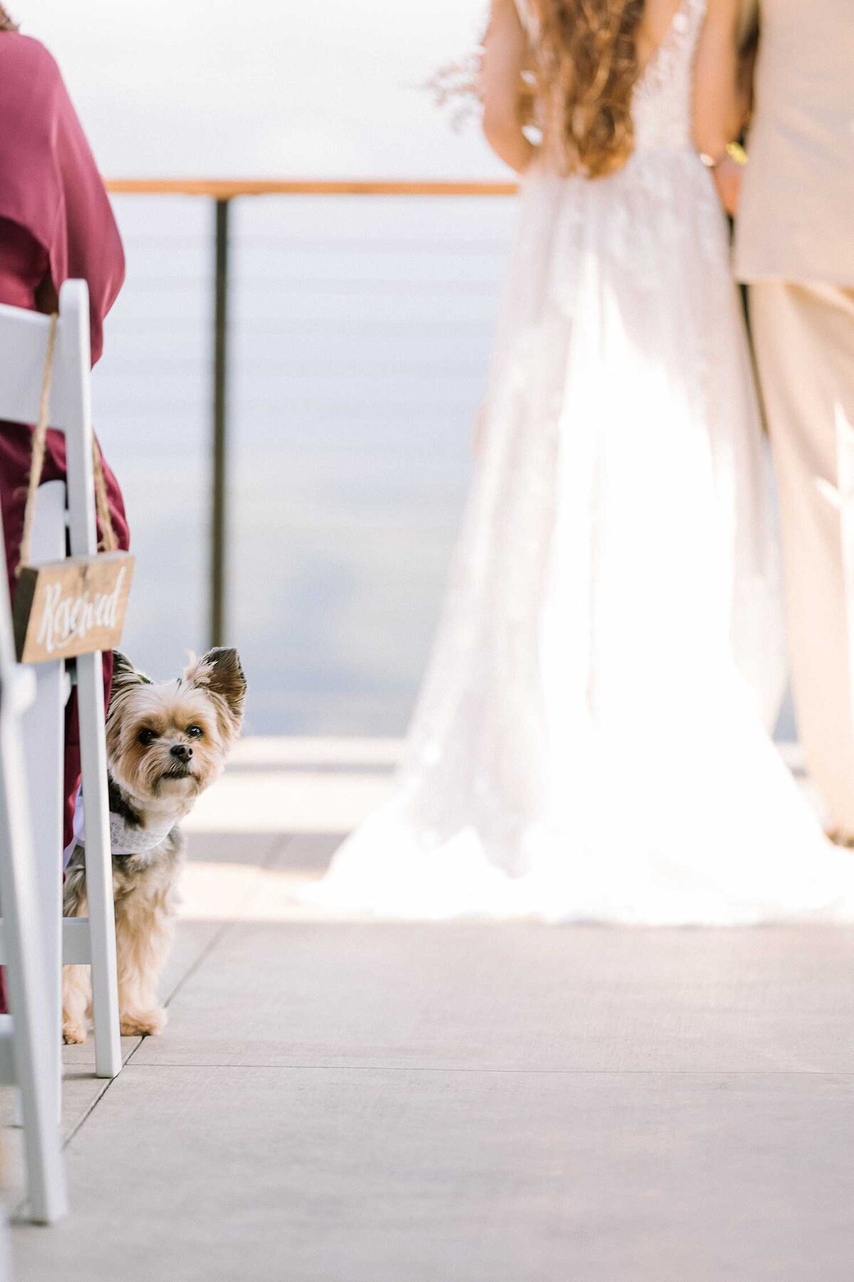 dog-pet-friendly-tennesse-destination-wedding-venues