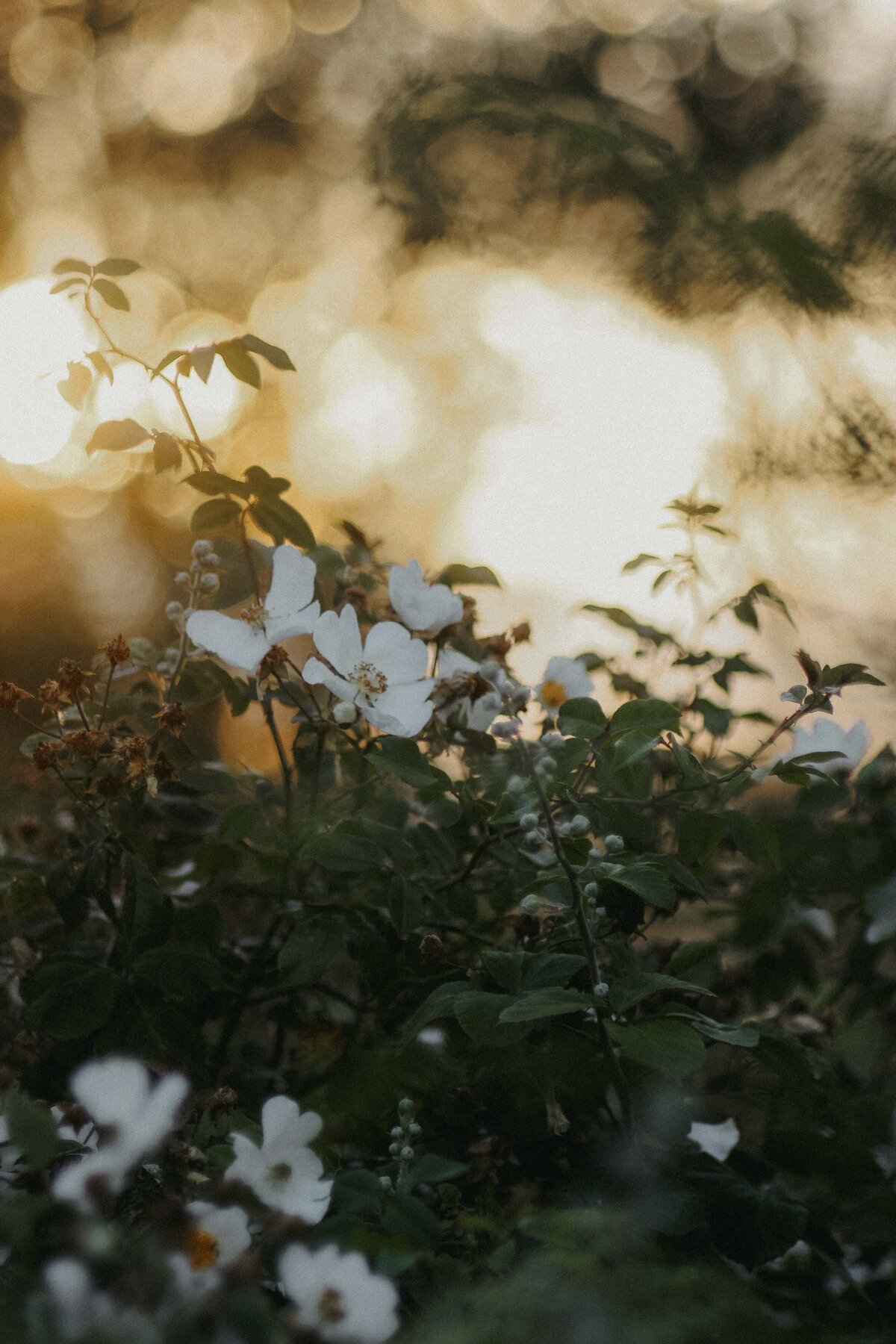 Sun shining through white and yellow flower buds
