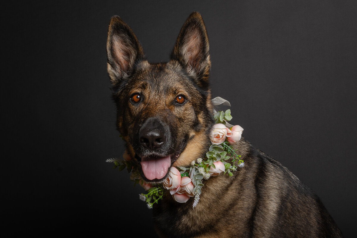 german shepherd studio portrait