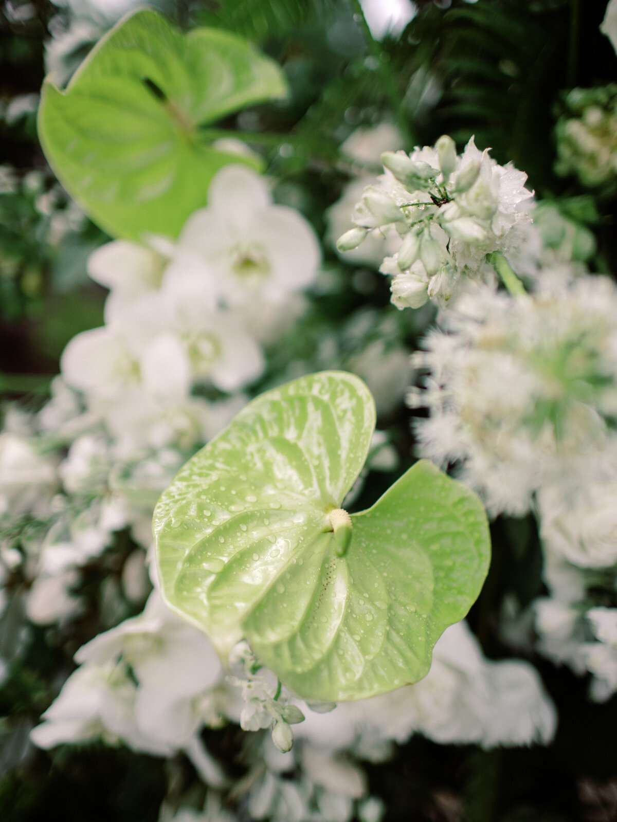 A detailed close-up showcasing the water droplets on vibrant green leaves and delicate white flowers, capturing nature's beauty and intricacy in wedding floral design and artistry.
