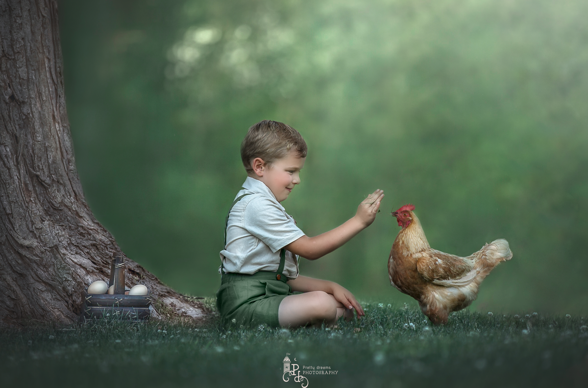 Young boy leaning down to feed his pet chicken during an outdoor children’s portrait session – Ottawa family photographer Sonia Gourlie