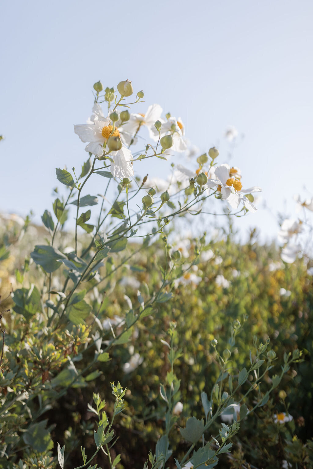 southern_california_wedding_photographer_best_amelia_lyon_luxury_los_angeles_orange_county_0075