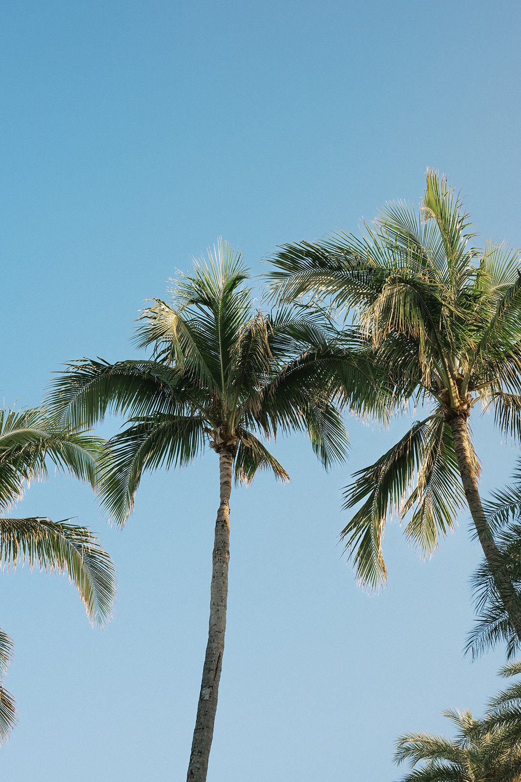 palm-trees-sky-florida-2NA-E