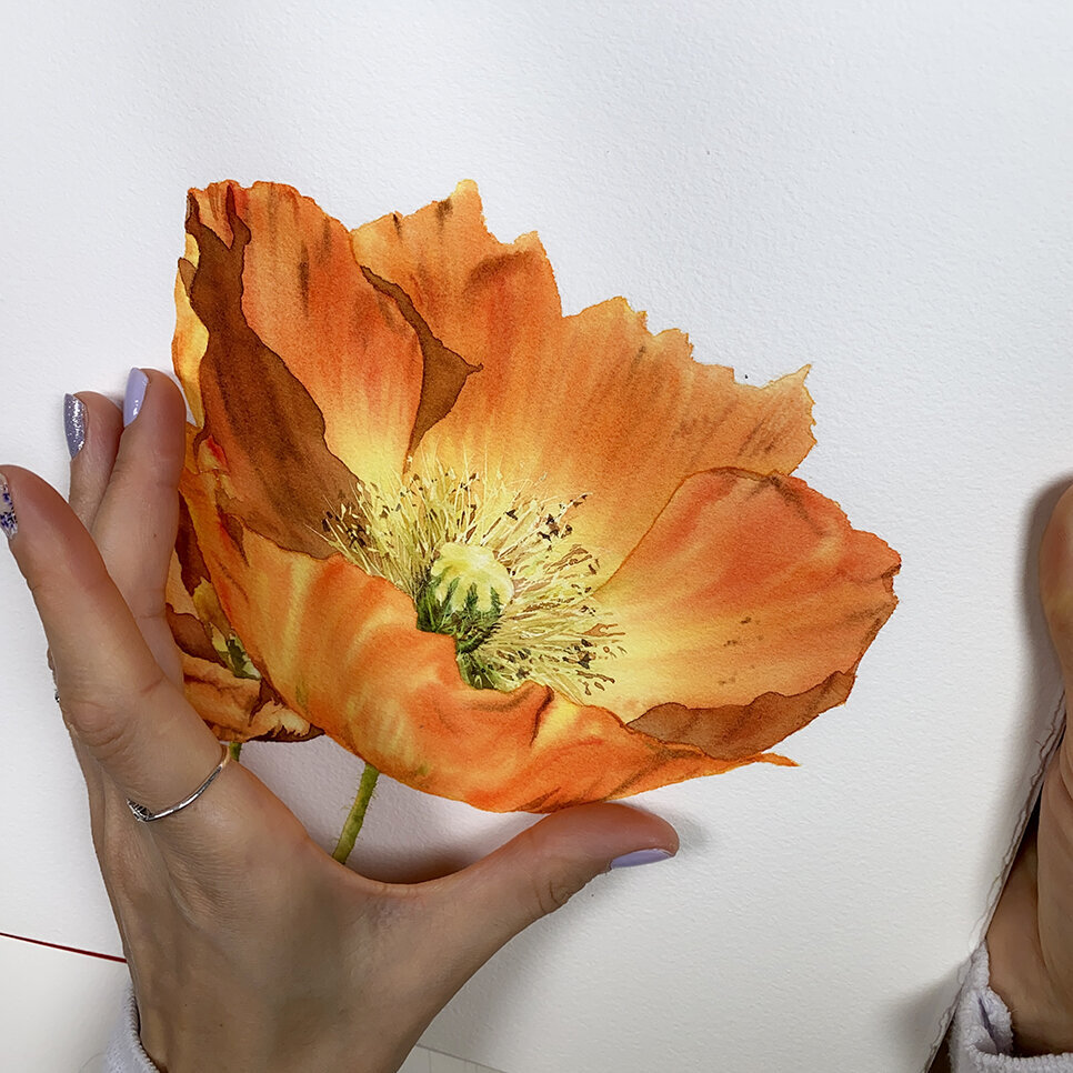 watercolor-orange-poppy