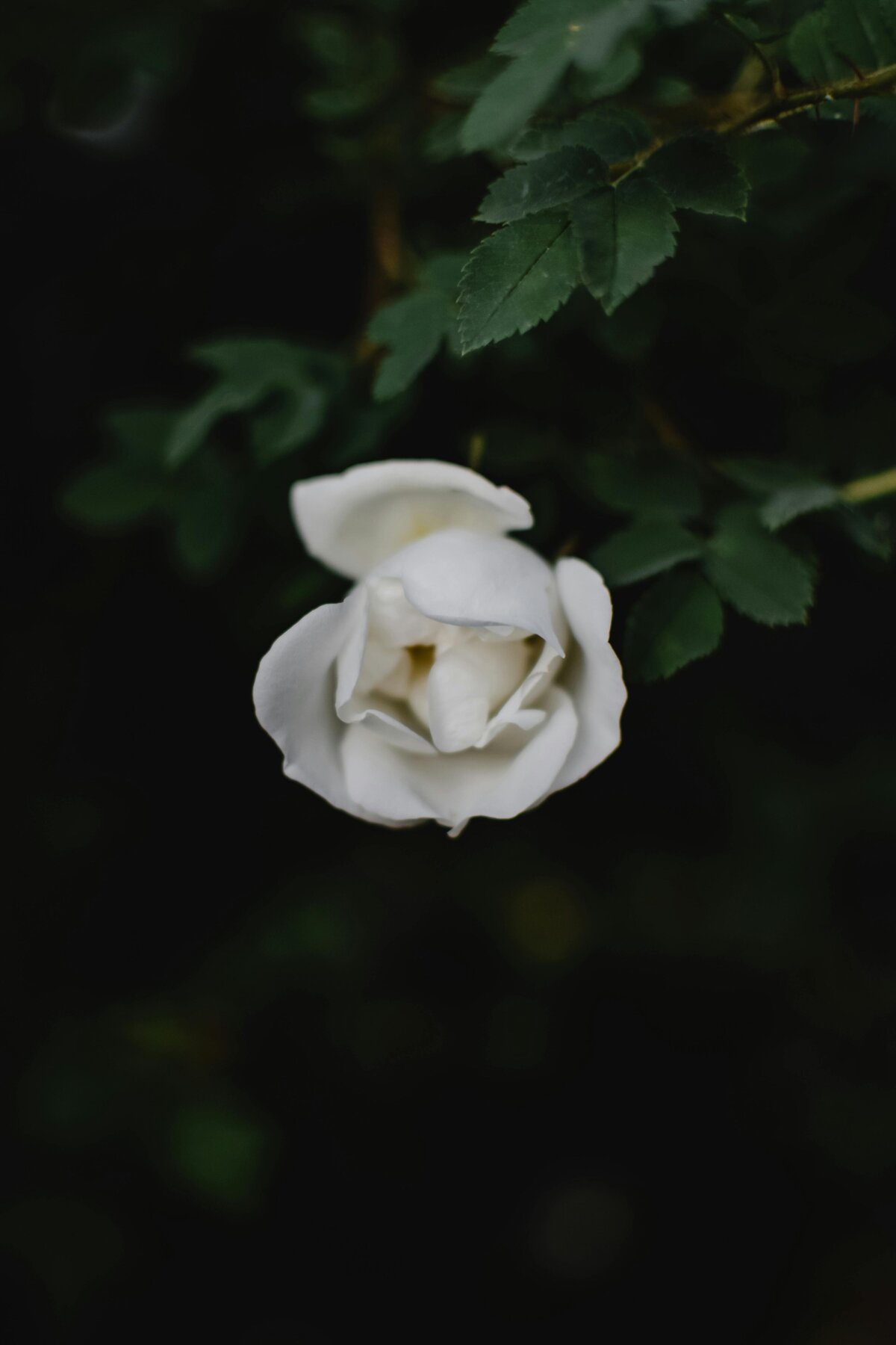 pexels-eva-bronzini-6407178