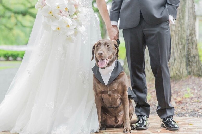 dog sitting next to bride and groom for a wedding photo
