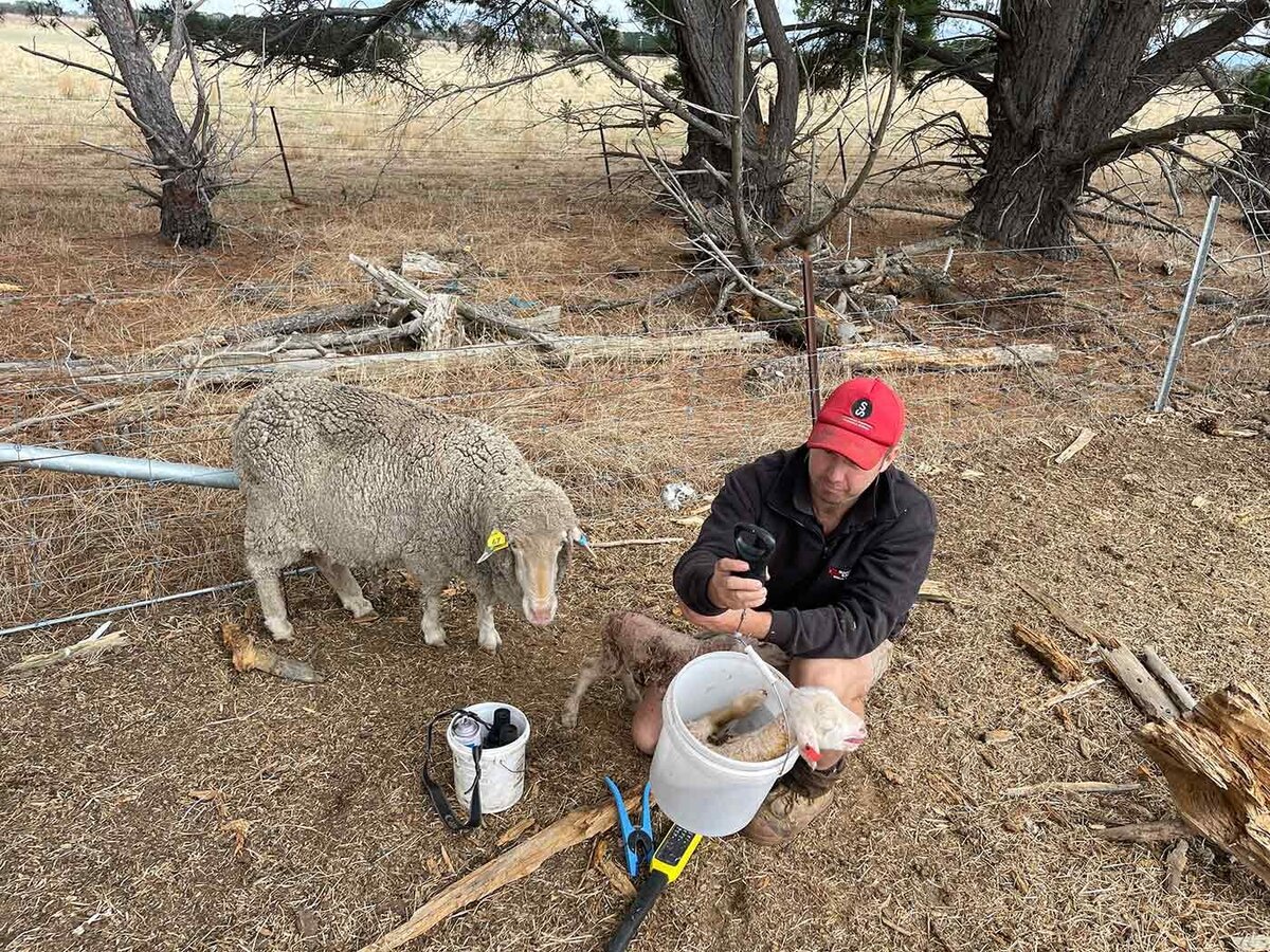 Sheep Farm Grampians