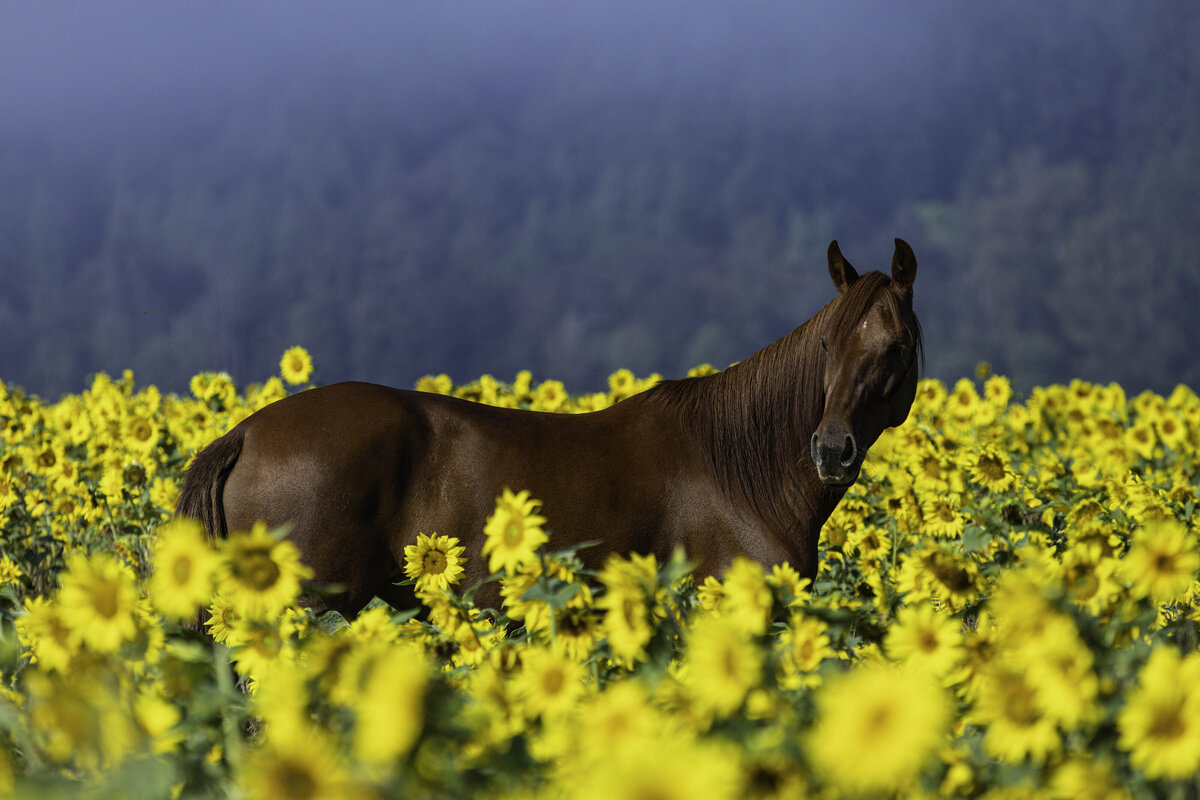 seattle-equine-photographer-2