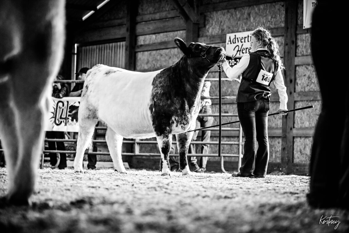 girl showing shorthorn heifer on profile