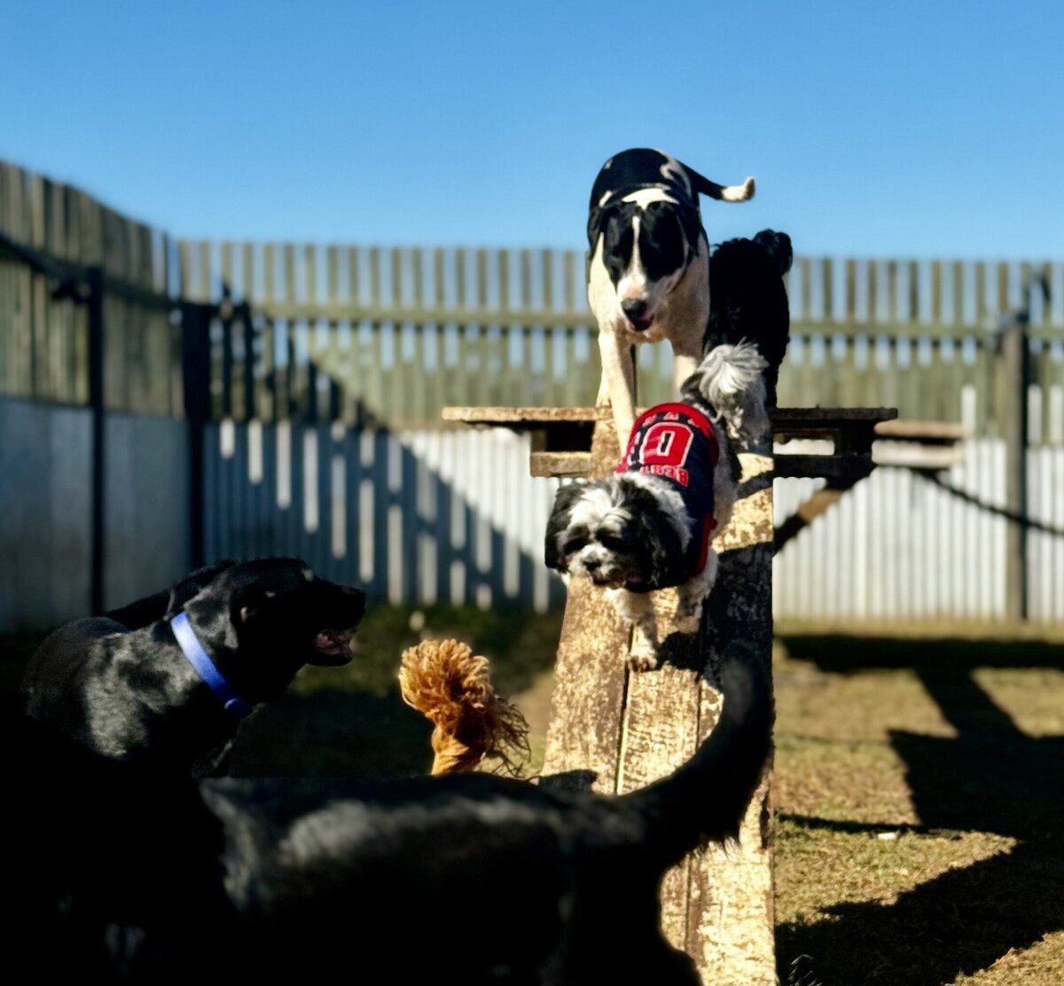 Doggy Daycare Toowoomba