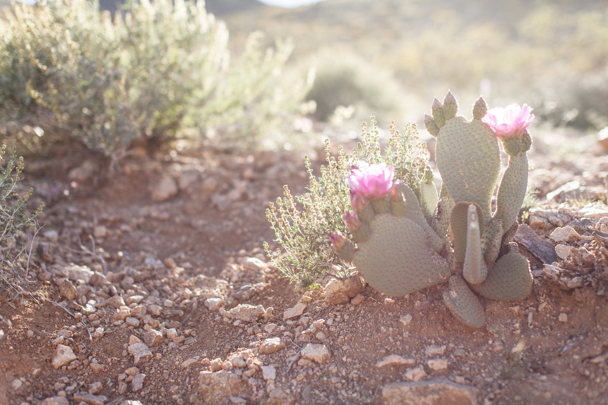 170401_Joshua tree_0019