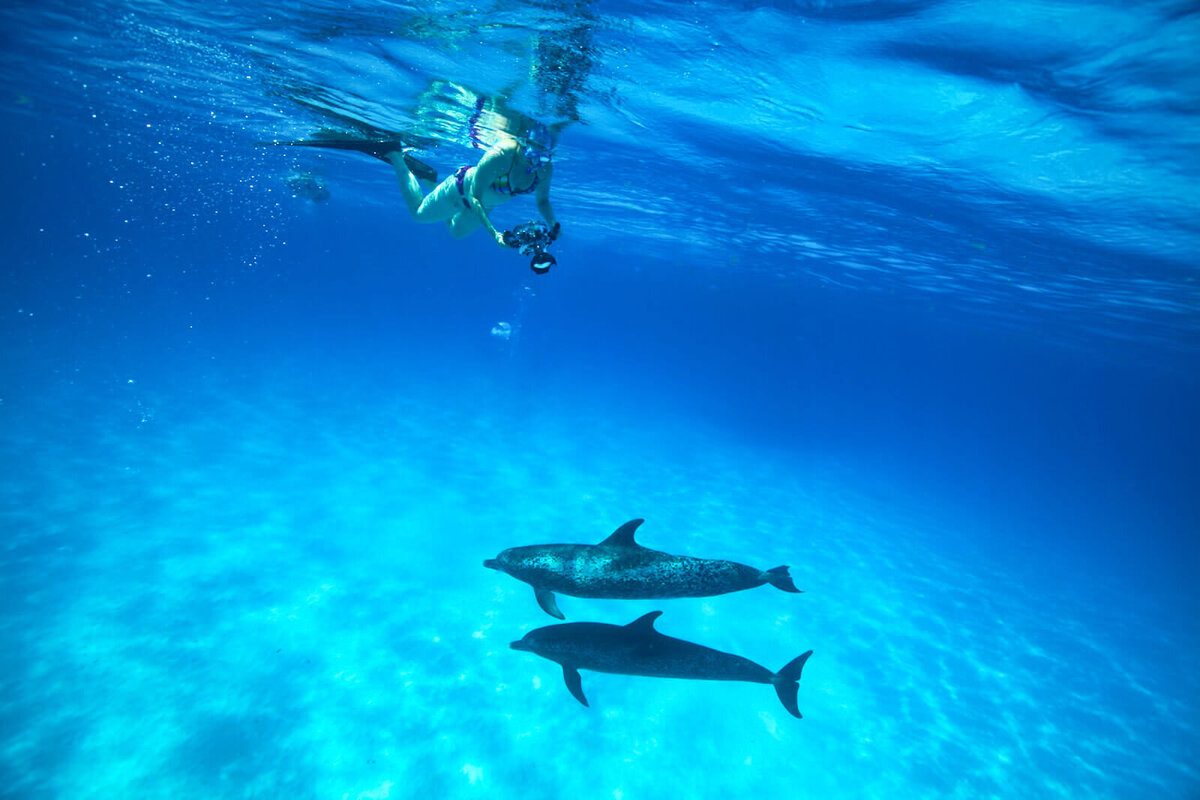 julie with dolphins 2012
