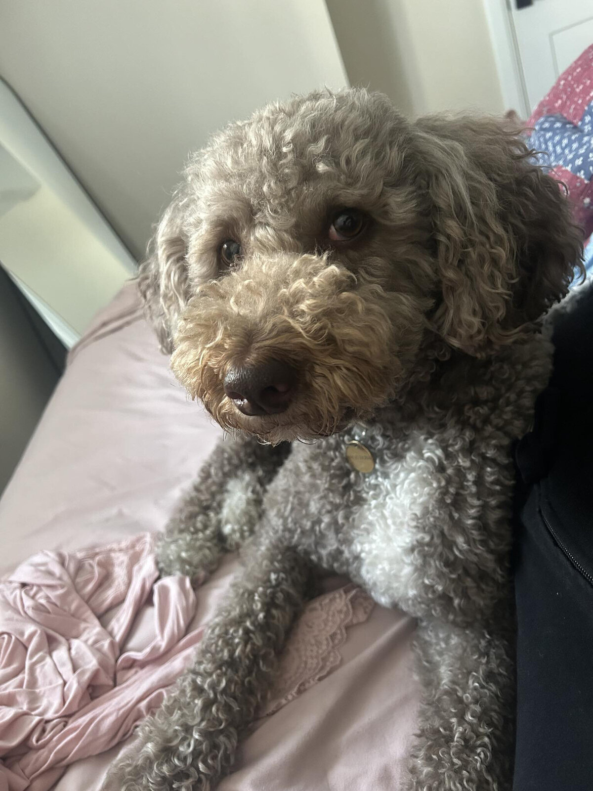 HamiltonToronto-PetSitting-014