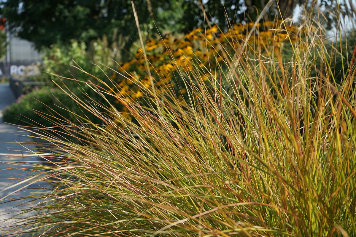 podzimni efekt travin