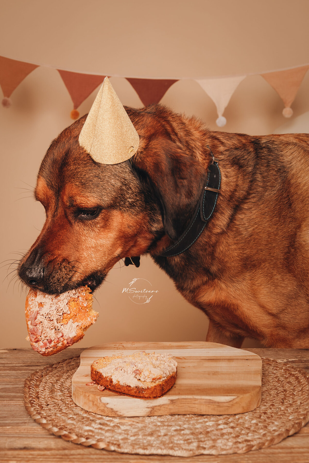 Hond die hondentaart opeet tijdens cakesmash fotoshoot