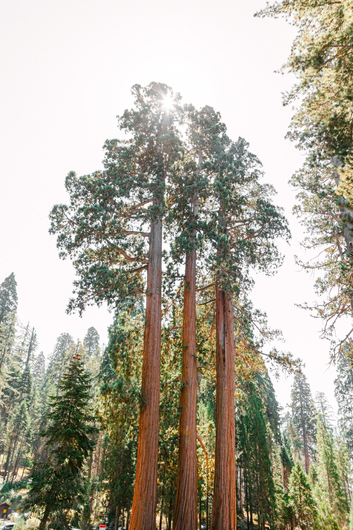 0046-Sequoia-Kings-Canyon-General-Sherman-Moro-Rock-0001