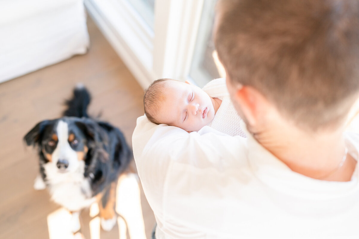 looking over the shoulder of a bay area dad holding his sleeping newborn boy and their bernese mountain dog is in the background looking at the camera