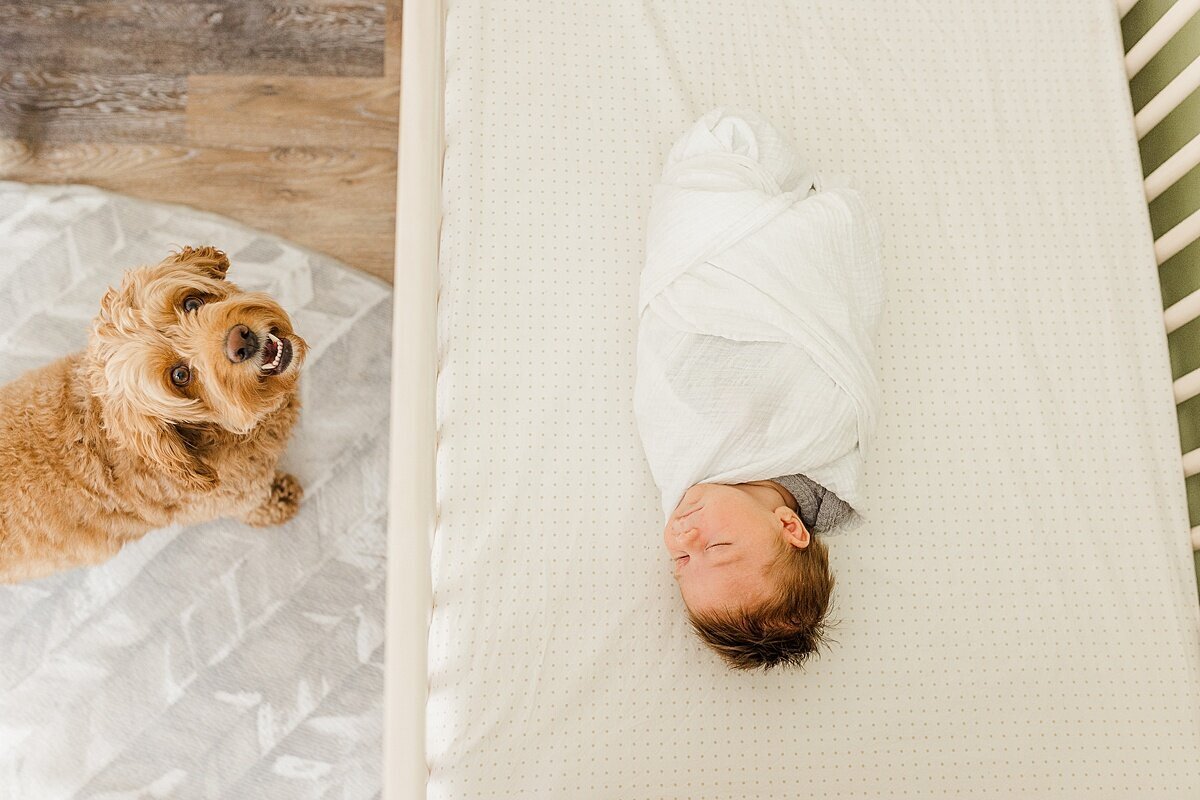dog looks at baby in crib during in home newborn photo session with Sara Sniderman Photography  in Natick Massachuetts
