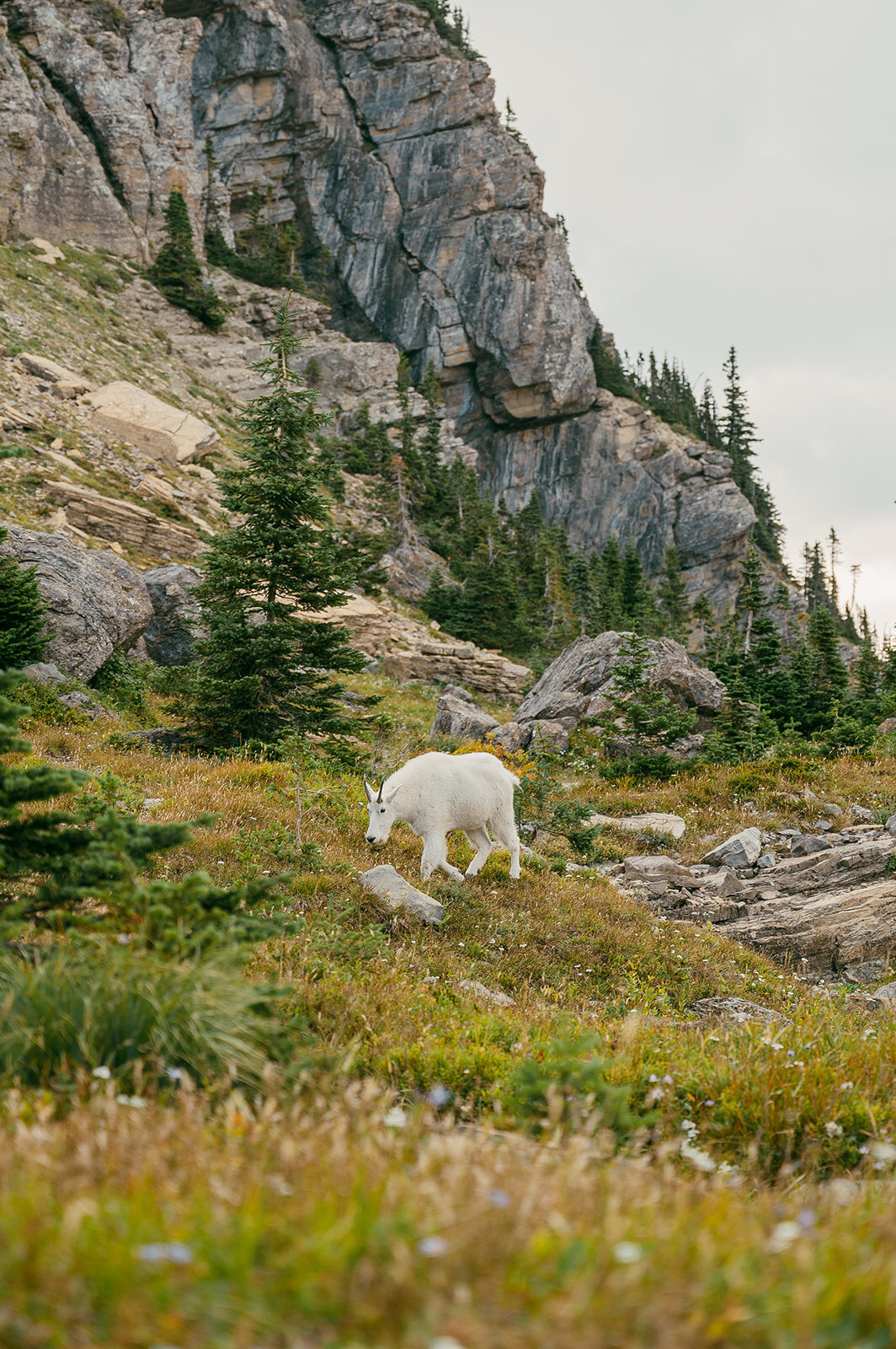 vintage-hollywood-glacier-national-park-elopement-presley-gray-photo1151