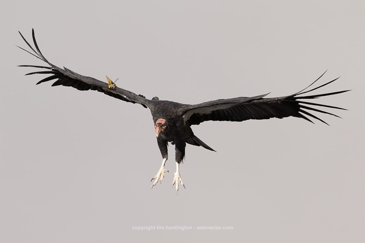 CA-Condor-Alliance-Tim-Huntington©-_204_8192