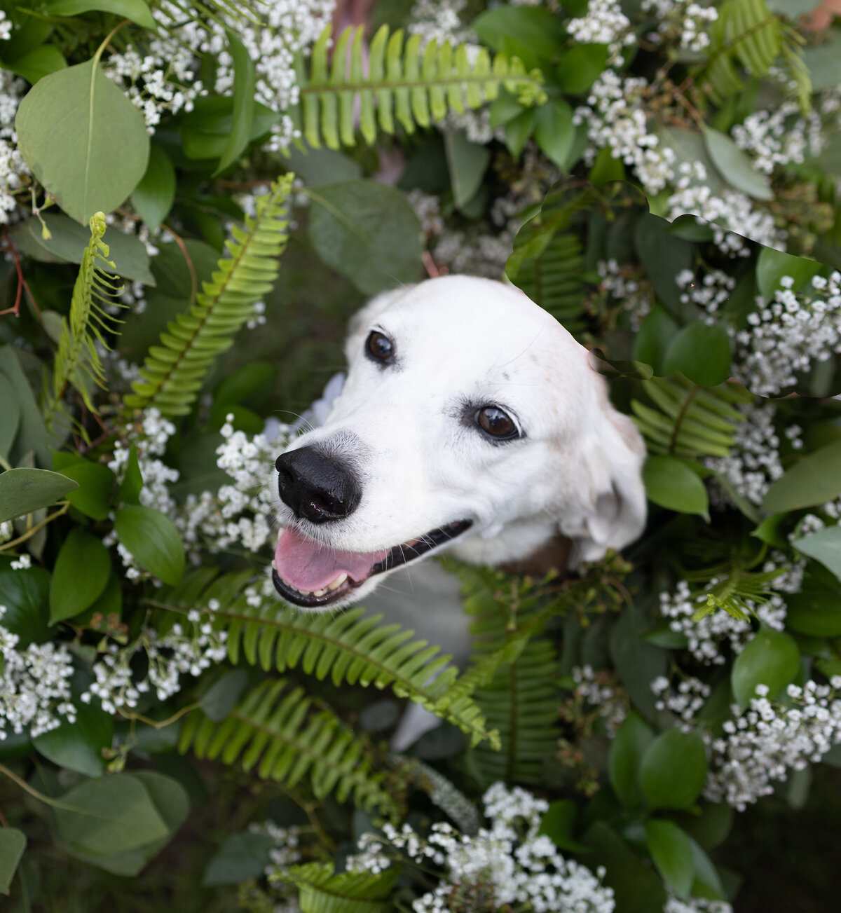 white-dog-inside-bridal-bouquets-Cypress-Creek-Farmhouse