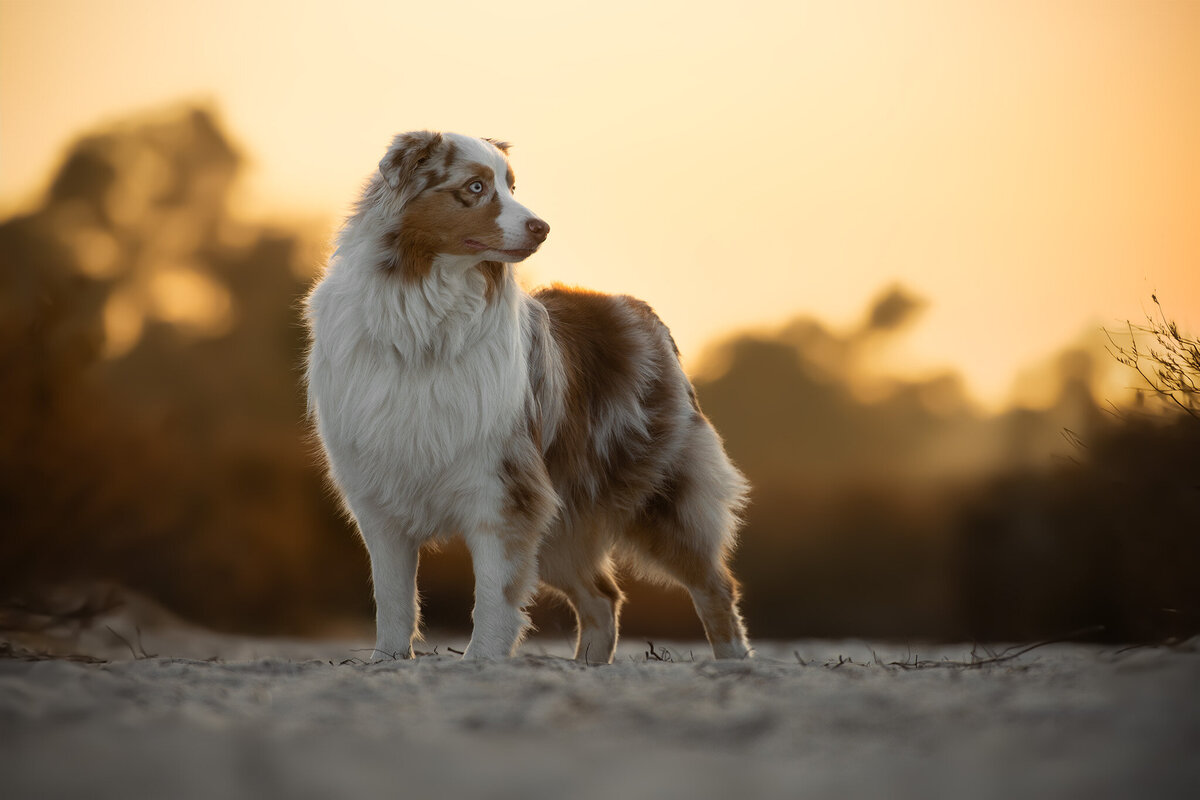 australische herder hondenfotografie