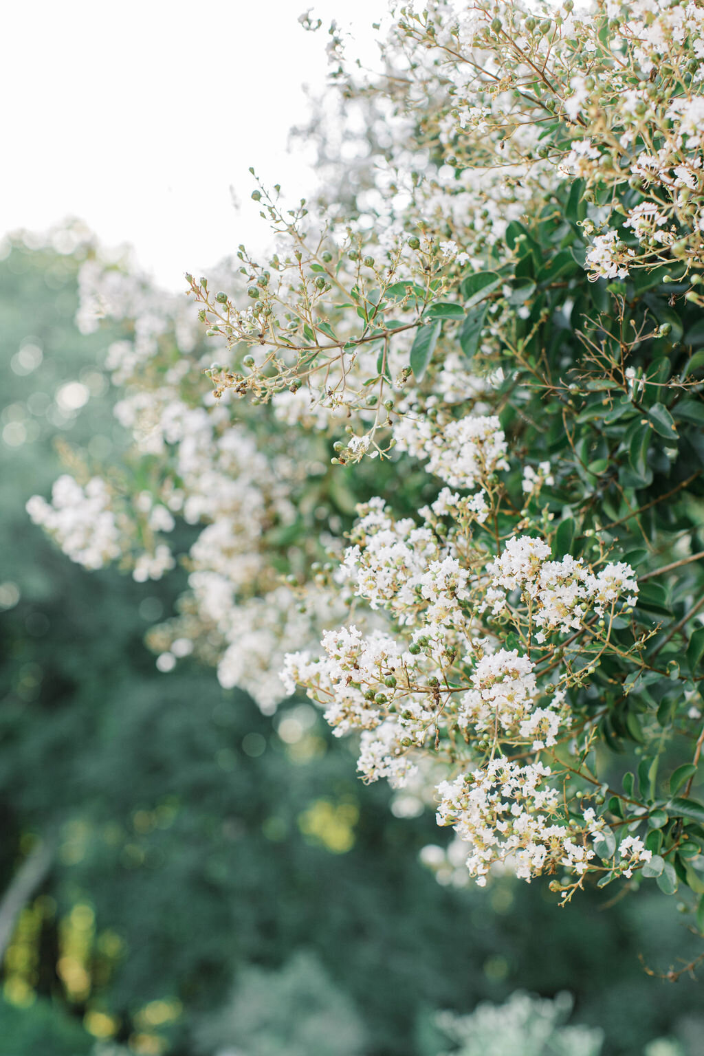 Meadowlark Botanical Garden Wedding Photos | Adela Antal Photography