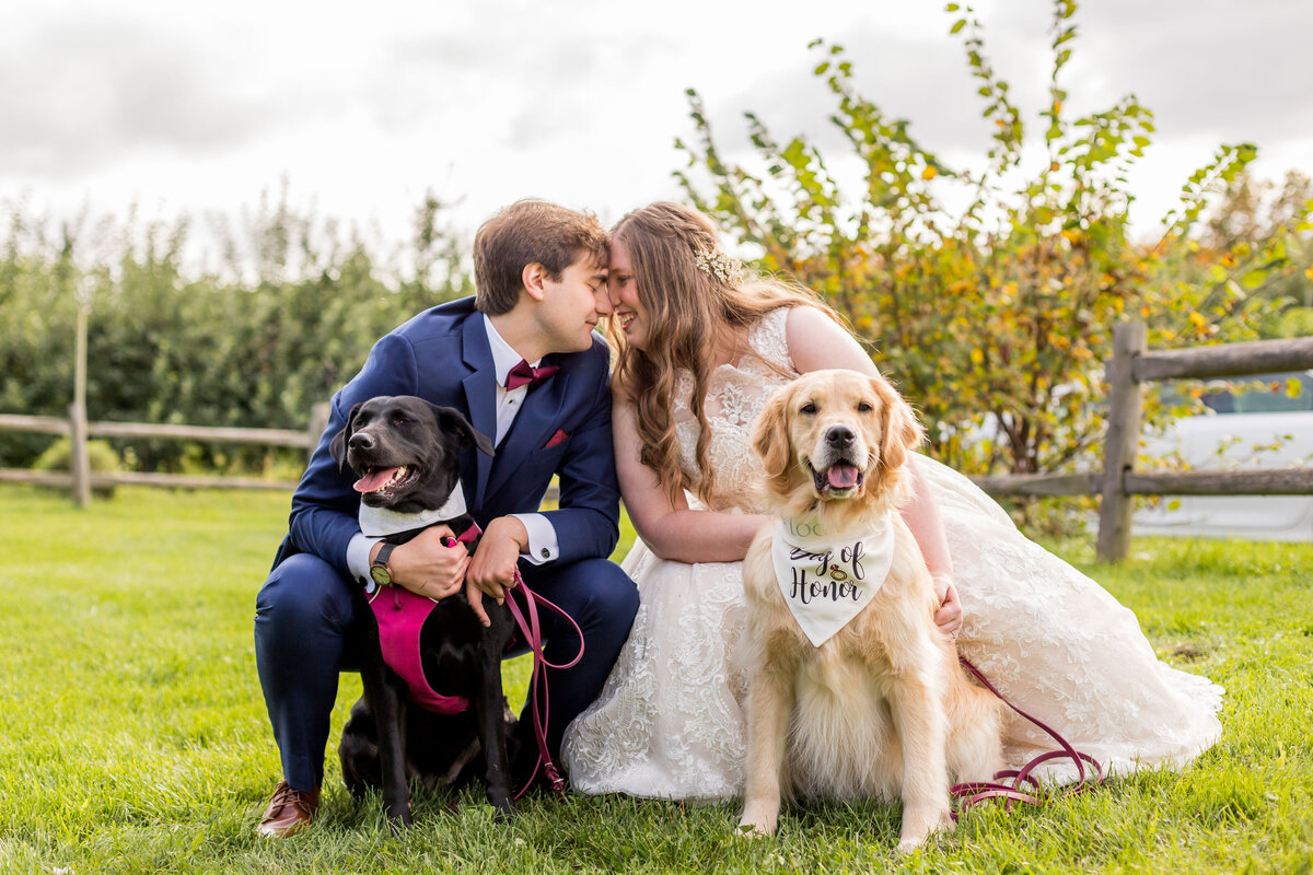 wedding photo with dogs massachusetts wedding photographer