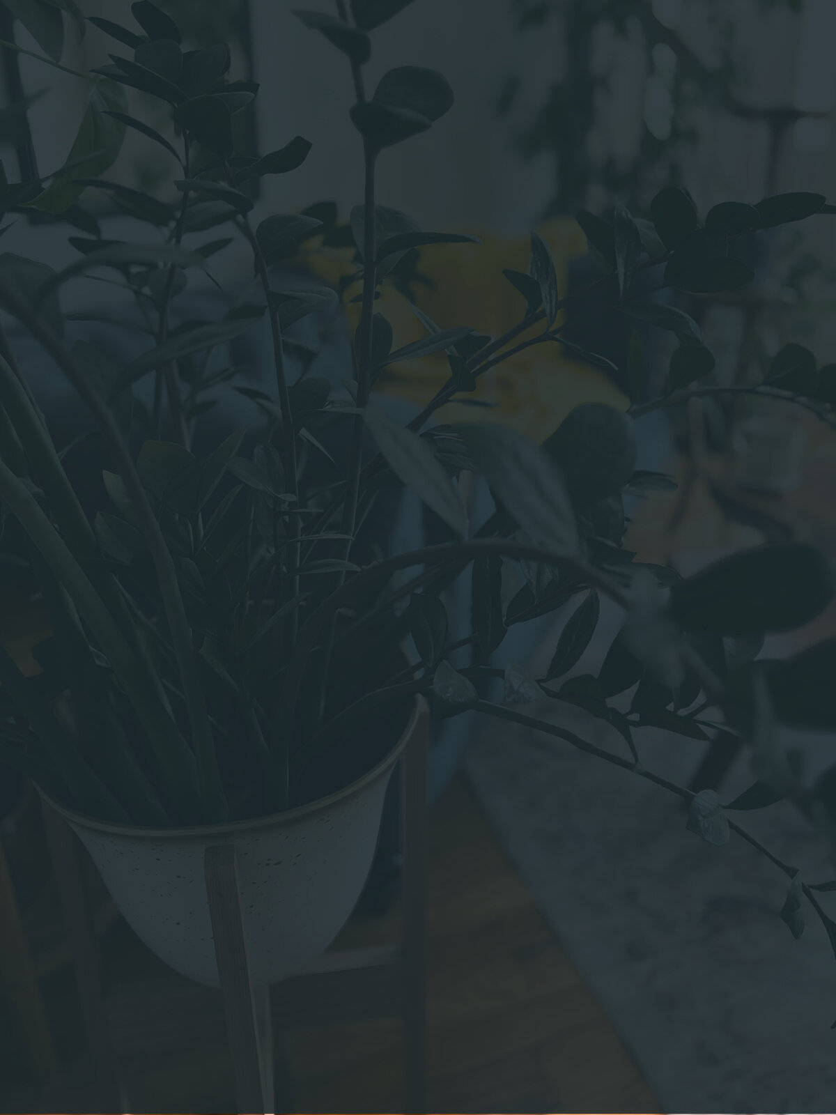 Studio plant at Grassroots Creative Company representing growth and creativity for the Sprout & Shop design offers page.