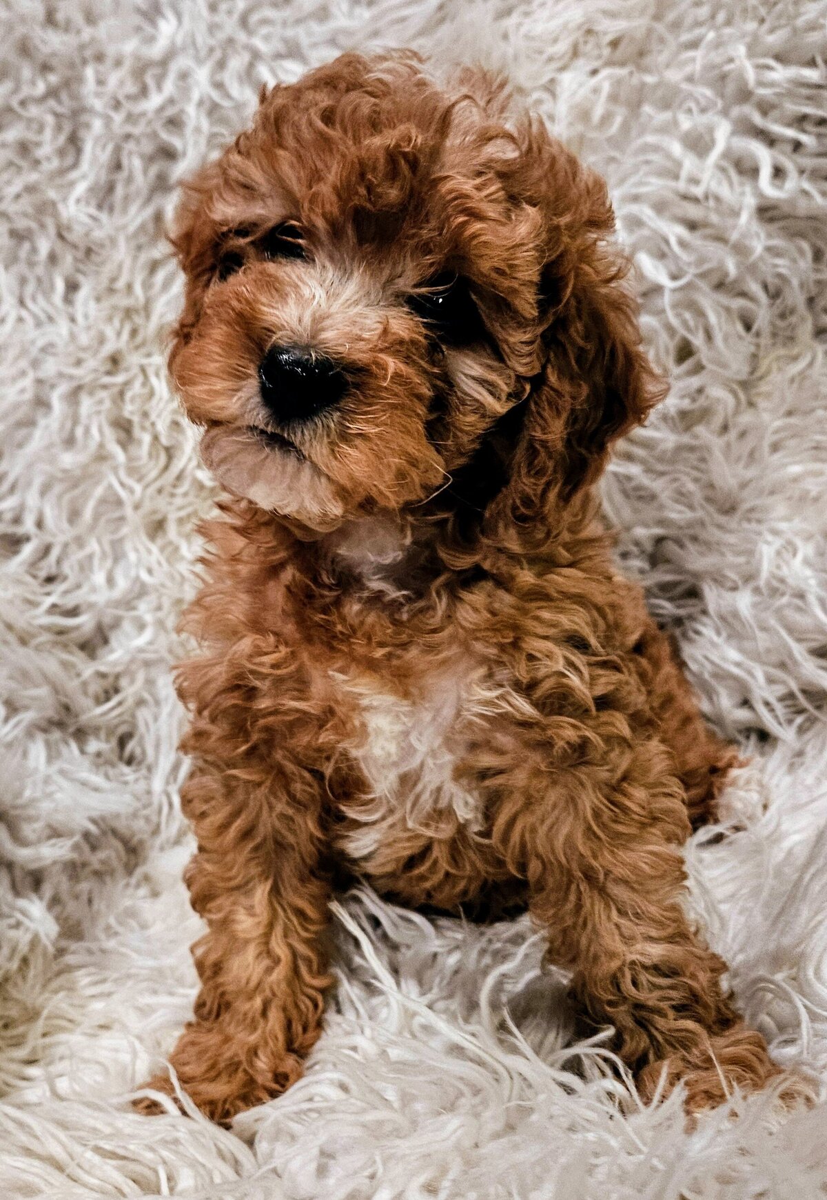past Puppy Maple9