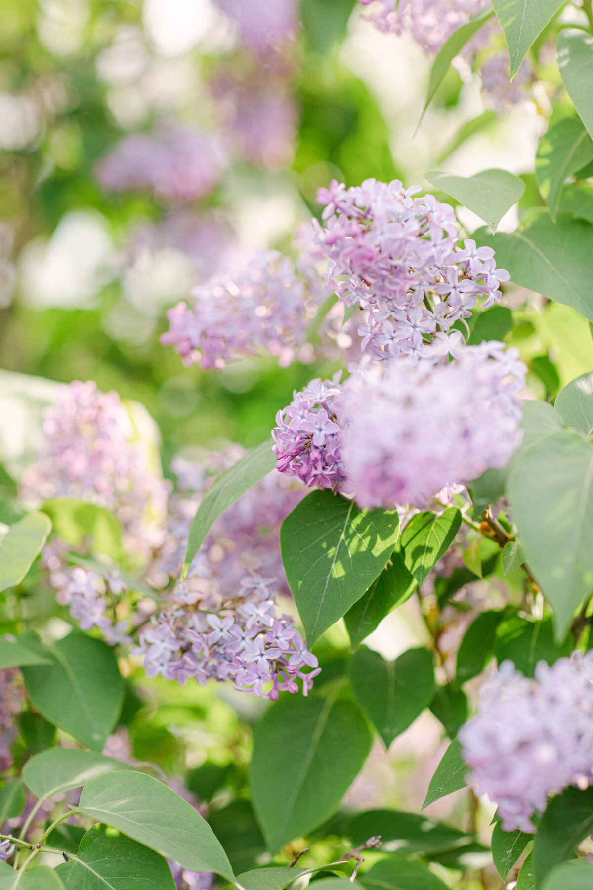 Website_New_0054