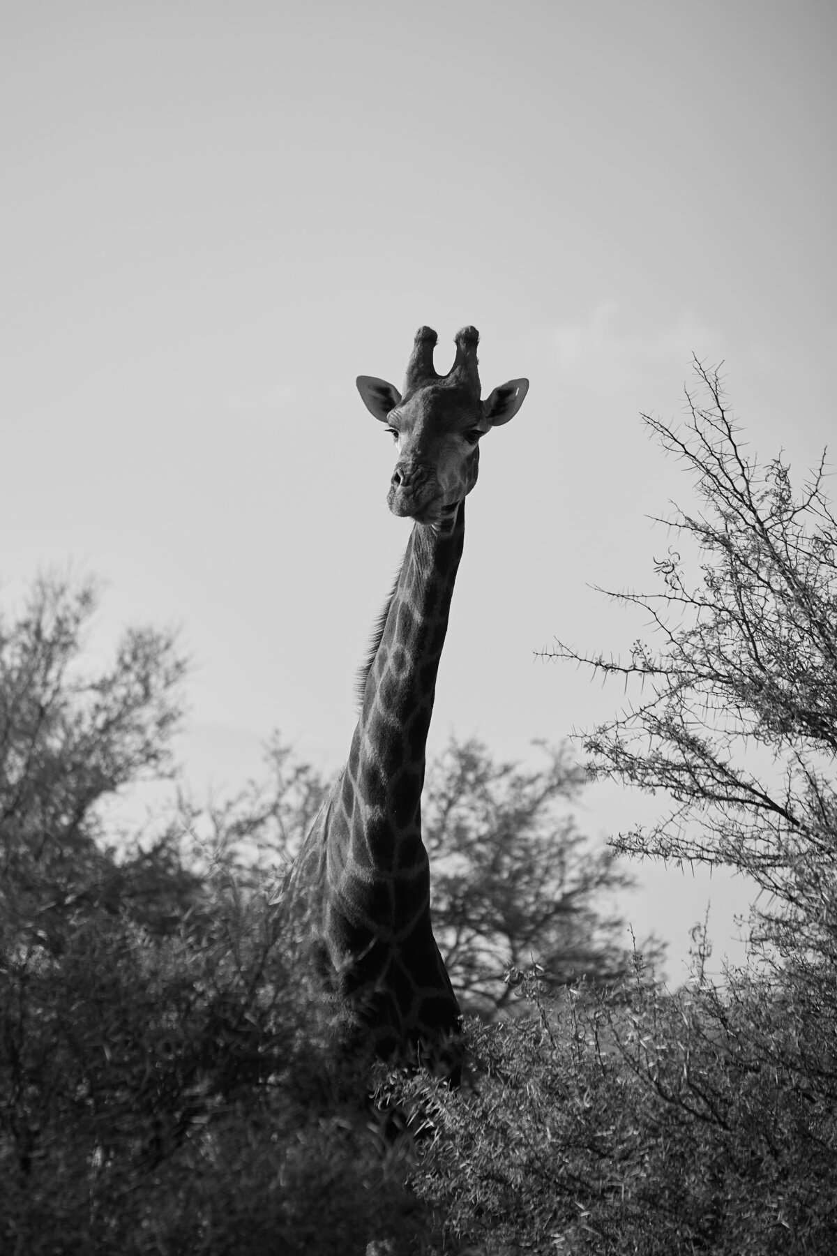 083_SouthAfricaWedding