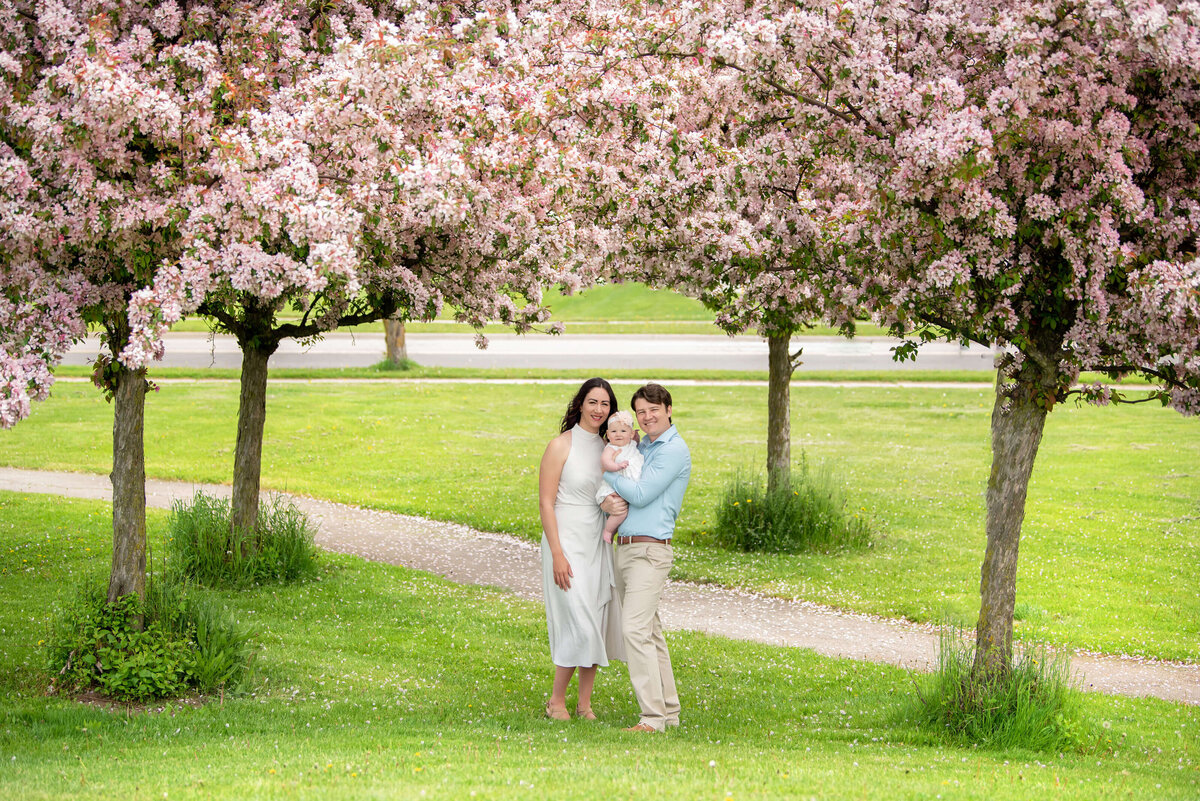Mom and dad holding their baby daughter standing underneath Pink Cherry Blossoms for their Burlington Family photographer session