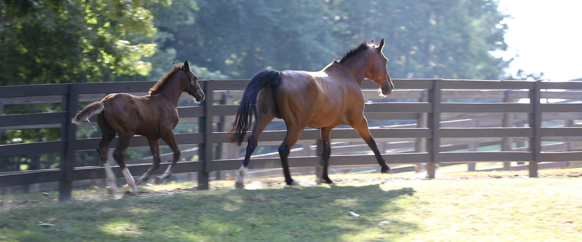 Windwood_Equestrian_horse_sales_breeding_sporthorse_alabama_stallion_jumper_dressage266