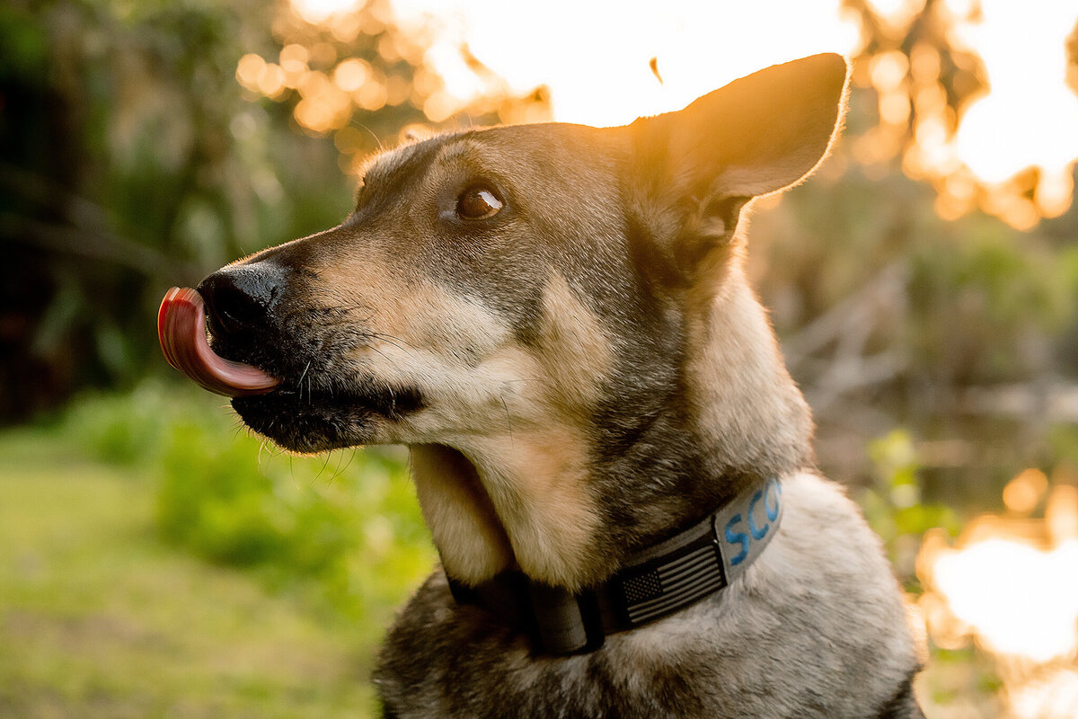 New Orleans Pet Photographer 25