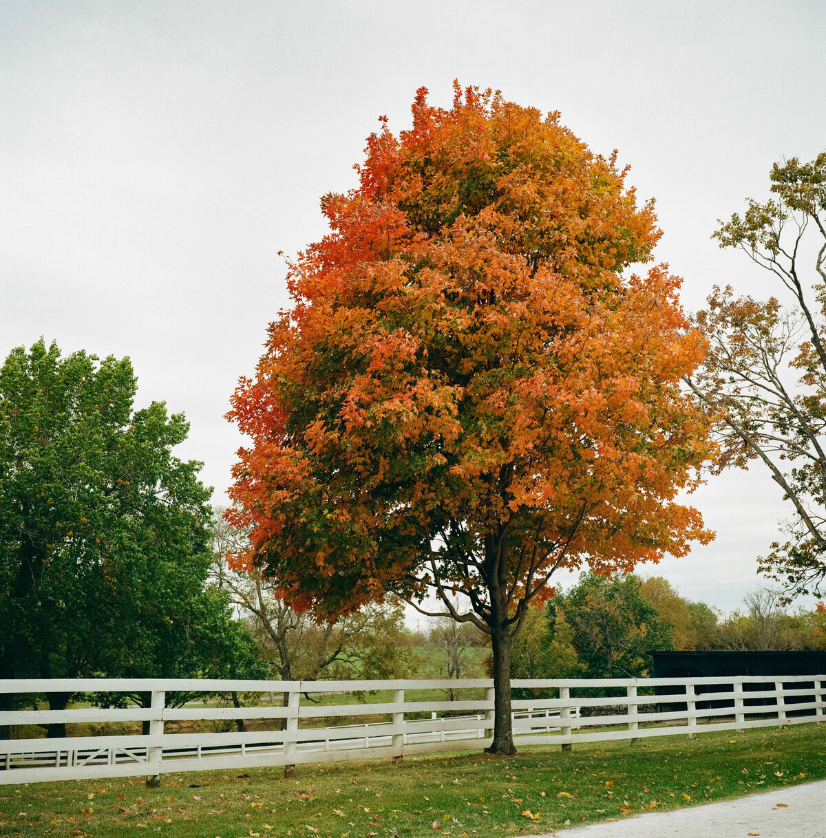 Louisville-Kentucky-Film-Photographer-52